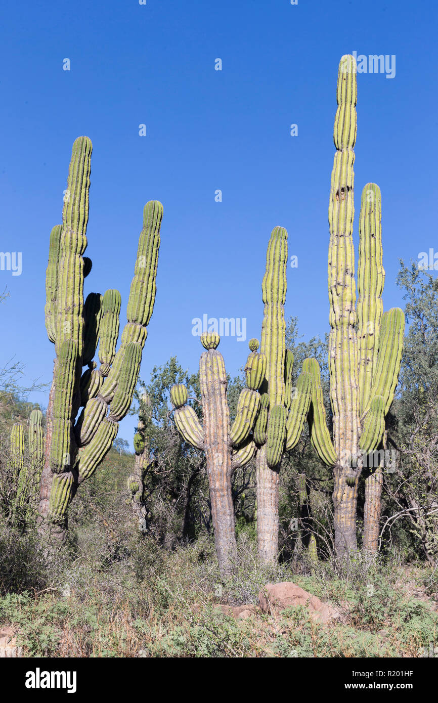 Mexikanische Riese Cardon Kaktus (Pachycereus pringlei). Grte Kaktus in  der Welt. Baja California, Mexiko Stockfotografie - Alamy