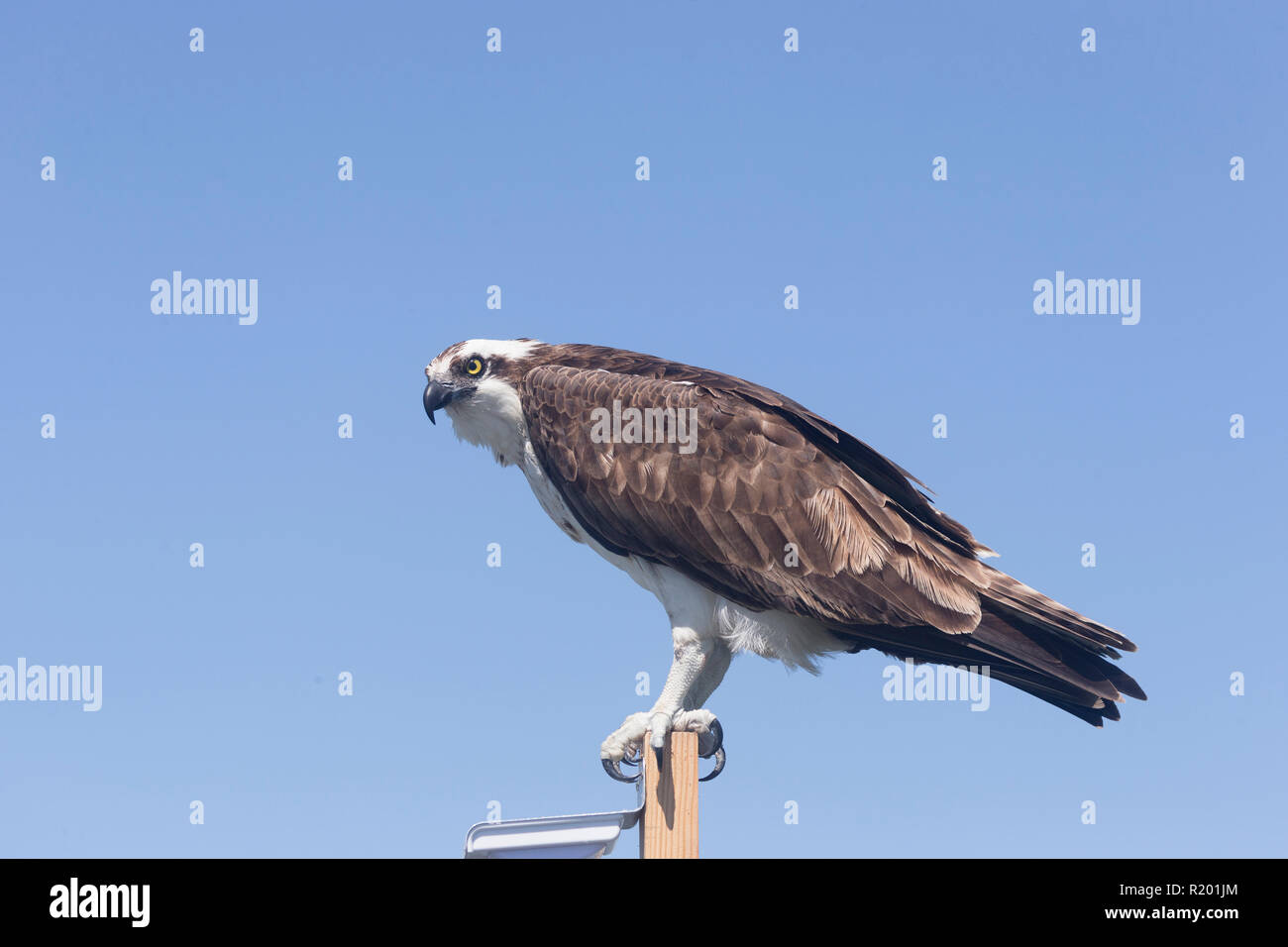 Fischadler (Pandion haliaetus) auf einem Pfosten thront. Baja California, Mexiko Stockfoto