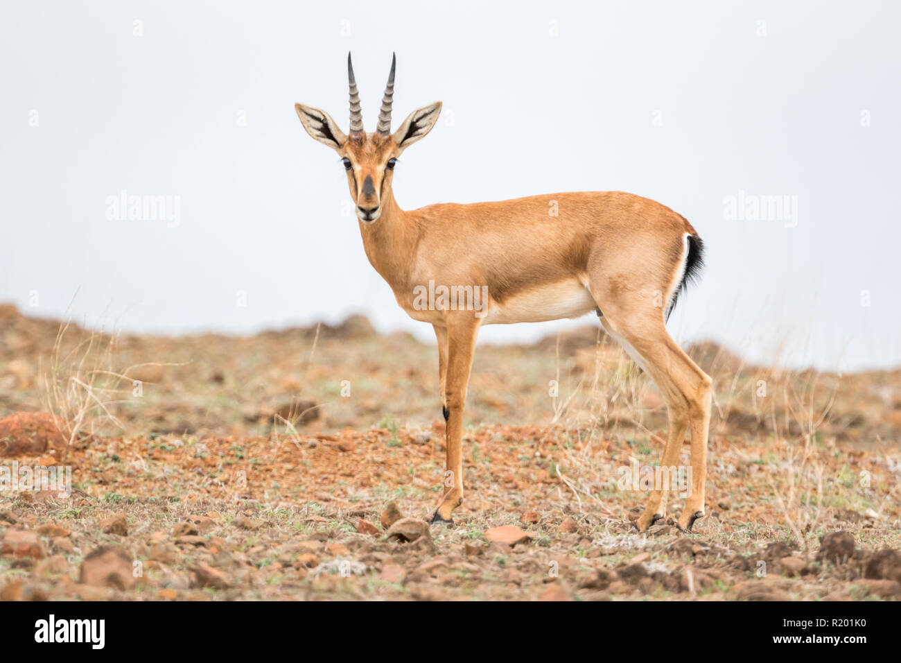 Wild Chinkara (Gazella bennettii) aka Indian Gazelle in Grasland Lebensraum um Pune, Maharashtra, Indien Stockfoto