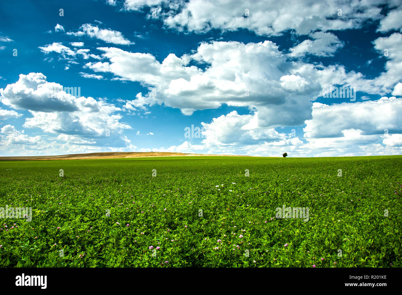 Grünes Feld, Horizont und Wolken im Himmel Stockfoto
