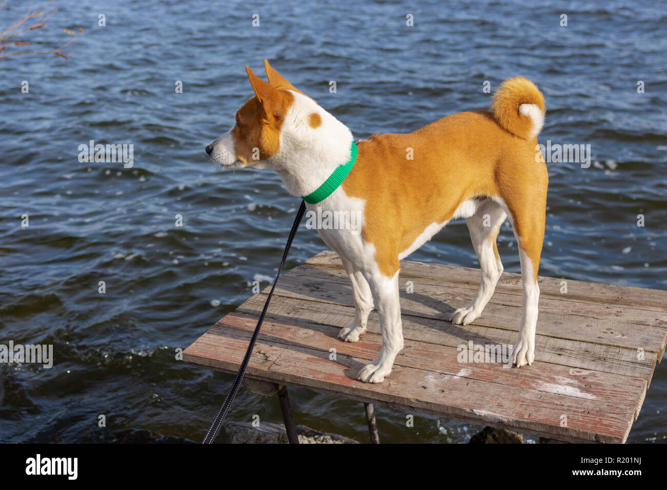 Portrait von mutig und neugierig Basenji Hund stehend auf Fischer Holztisch im Herbst am Fluss Dnjepr, Ukraine Stockfoto