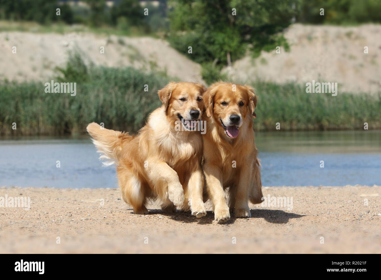 Golden Retriever. Vater (8 Jahre alt, rechts) und Sohn (3 Jahre alt, links), die auf einen Strand. Deutschland Stockfoto