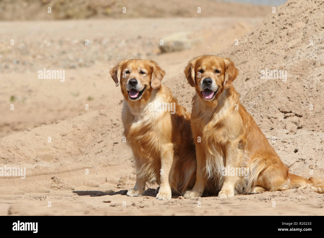 Golden Retriever. Vater (8 Jahre alt, rechts) und Sohn (3 Jahre alt, links) neben einander sitzen auf einem Strand. Deutschland Stockfoto