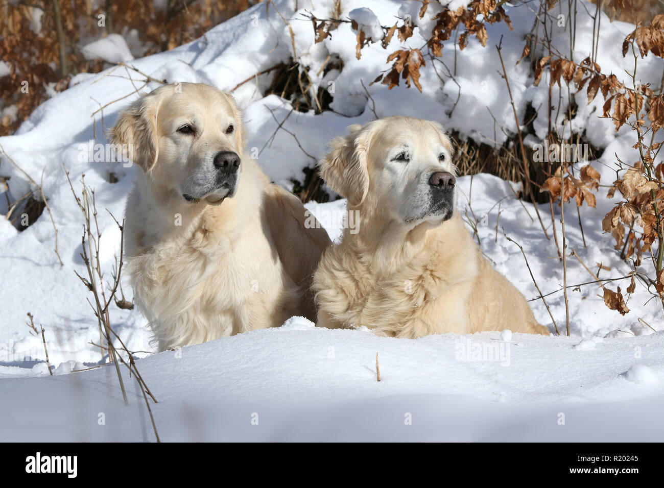 Golden Retriever. Onkel (10 Jahre alt, links) und Neffe (5 Jahre alt, rechts) neben einander sitzen im Schnee. Deutschland Stockfoto