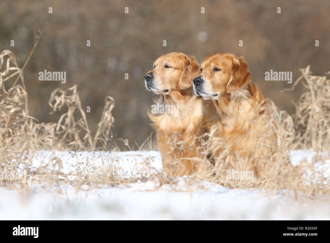 Golden Retriever. Vater (8 Jahre alt, vorne) und Sohn (3 Jahre alt, hinter) nebeneinander sitzen im Schnee. Deutschland Stockfoto