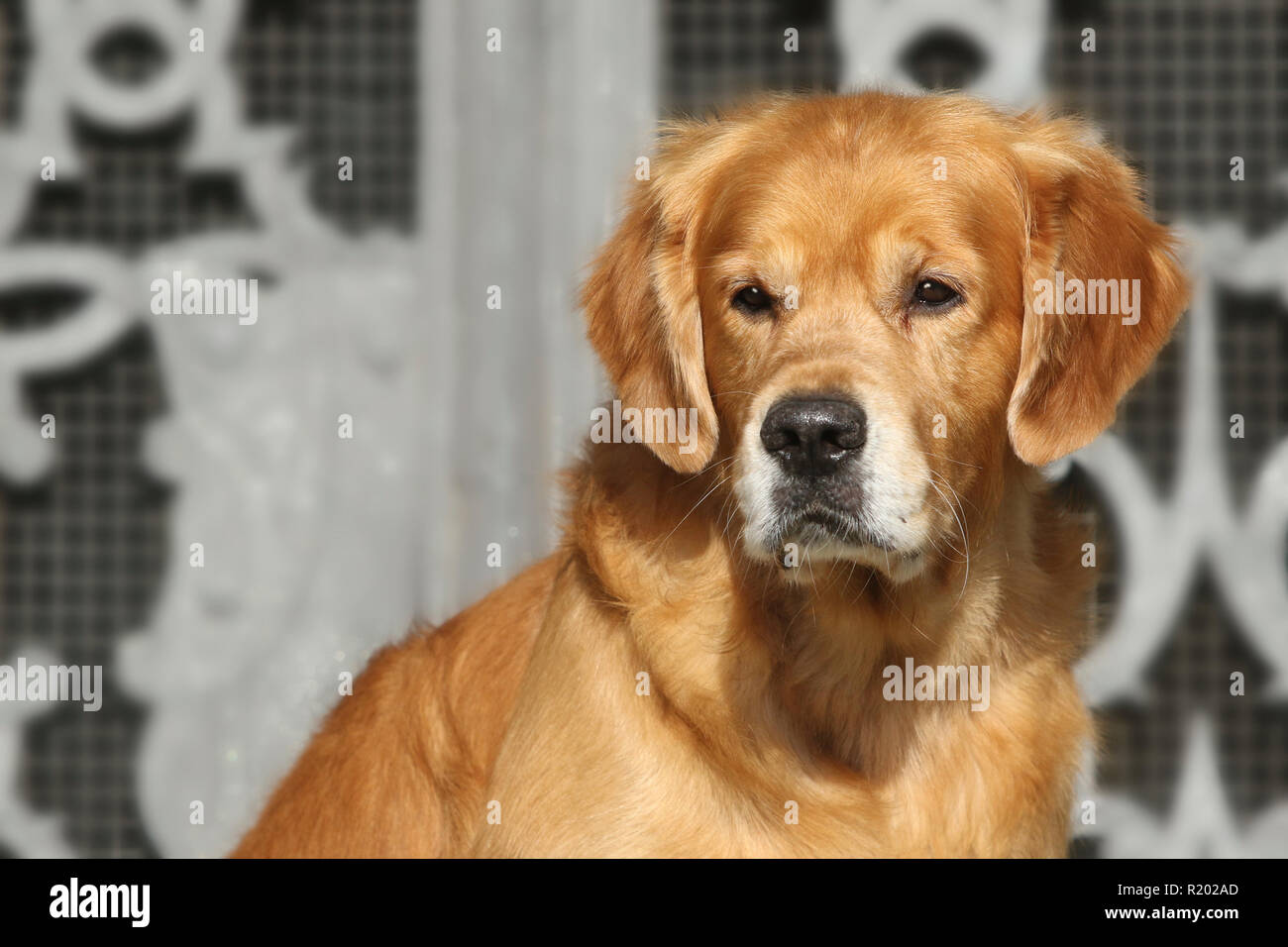 Golden Retriever. Portrait von erwachsenen männlichen (8 Jahre alt). Deutschland Stockfoto