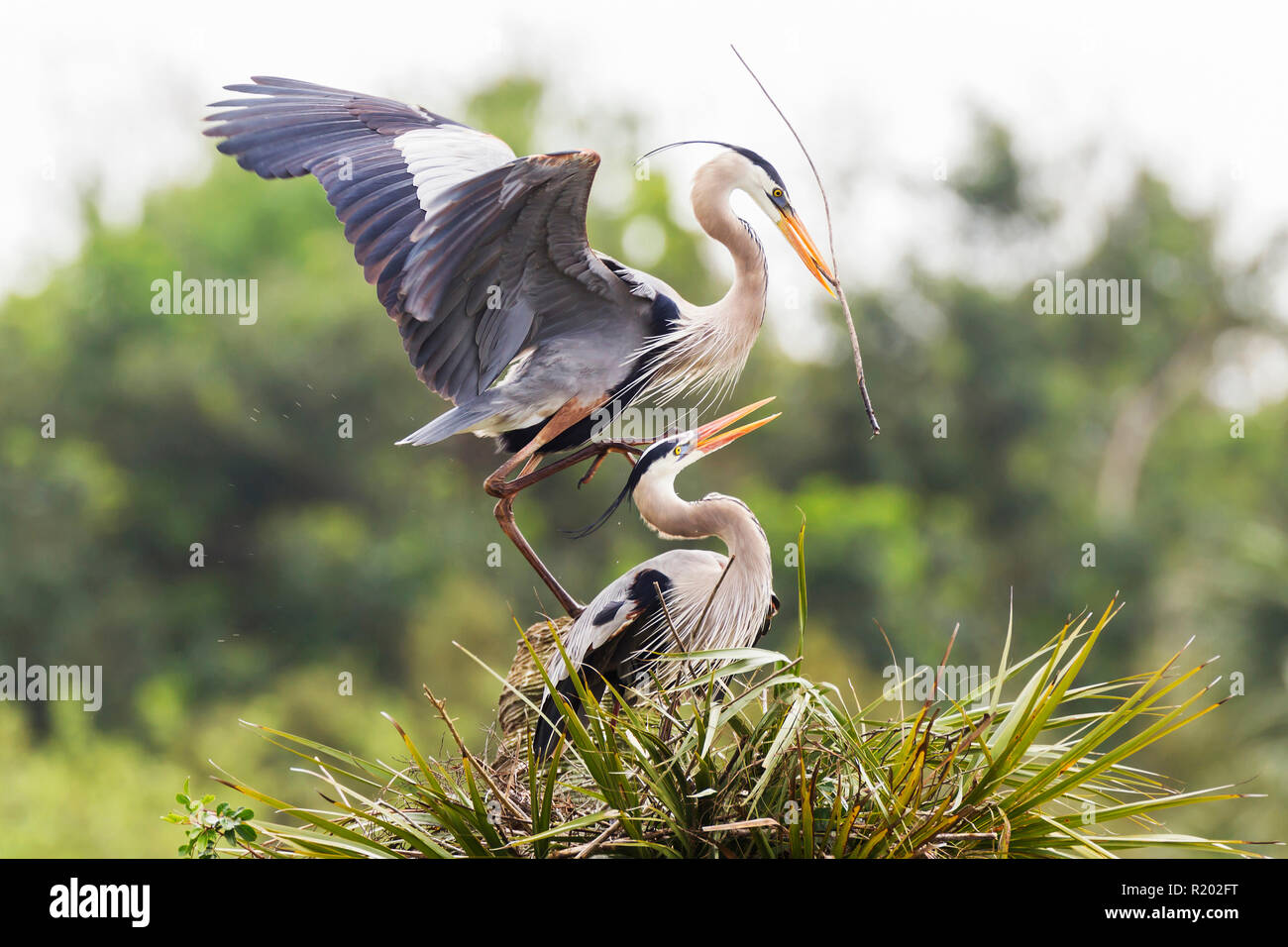 Great Blue Heron (Ardea herodias). Paar ein Nest. Everglades National Park, Florida, USA Stockfoto