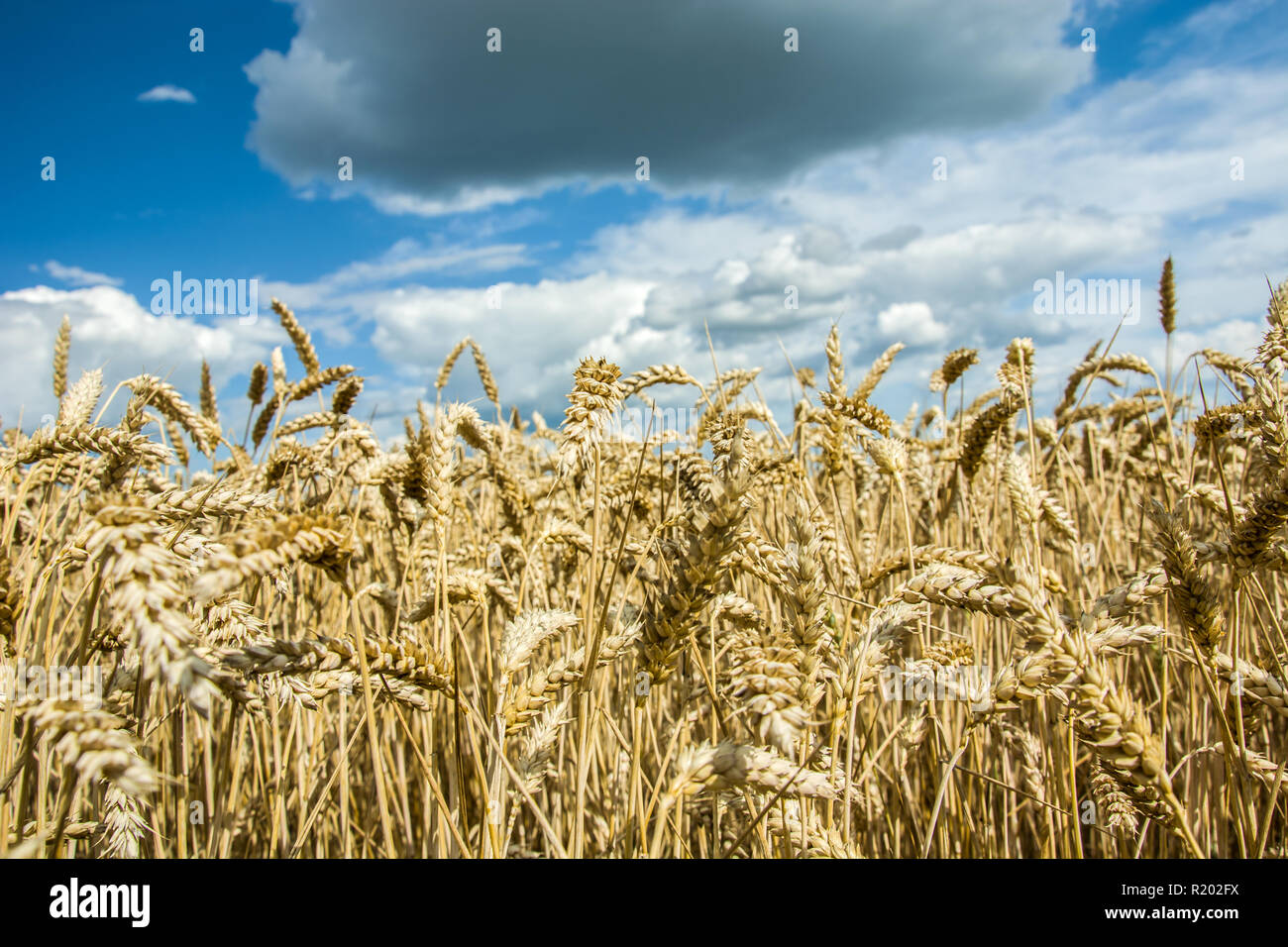 Close-up auf den Ohren von Korn und eine graue Wolke in den Himmel Stockfoto