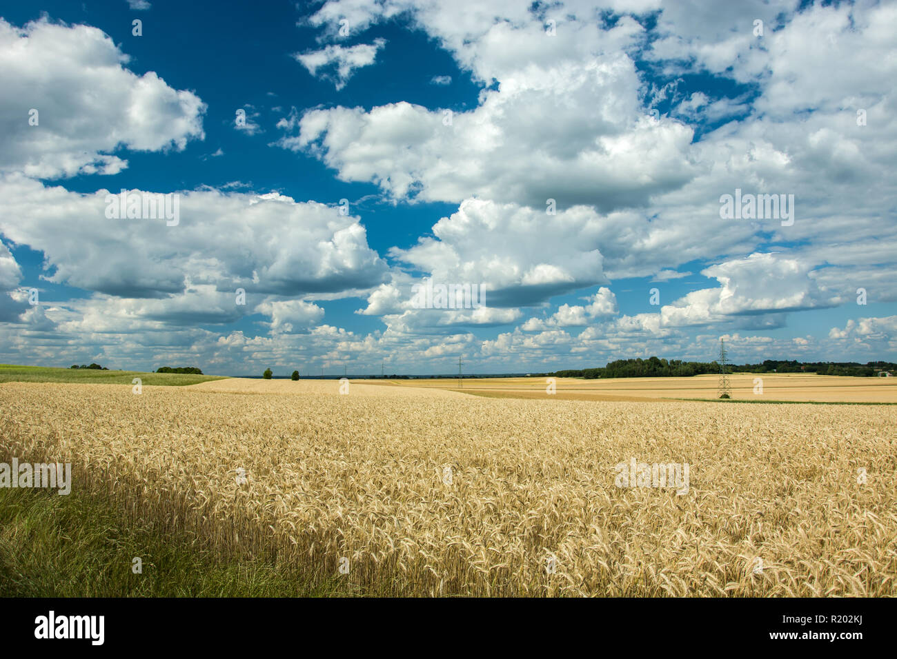 Feld mit Getreide, Horizont und Wolken im Himmel Stockfoto