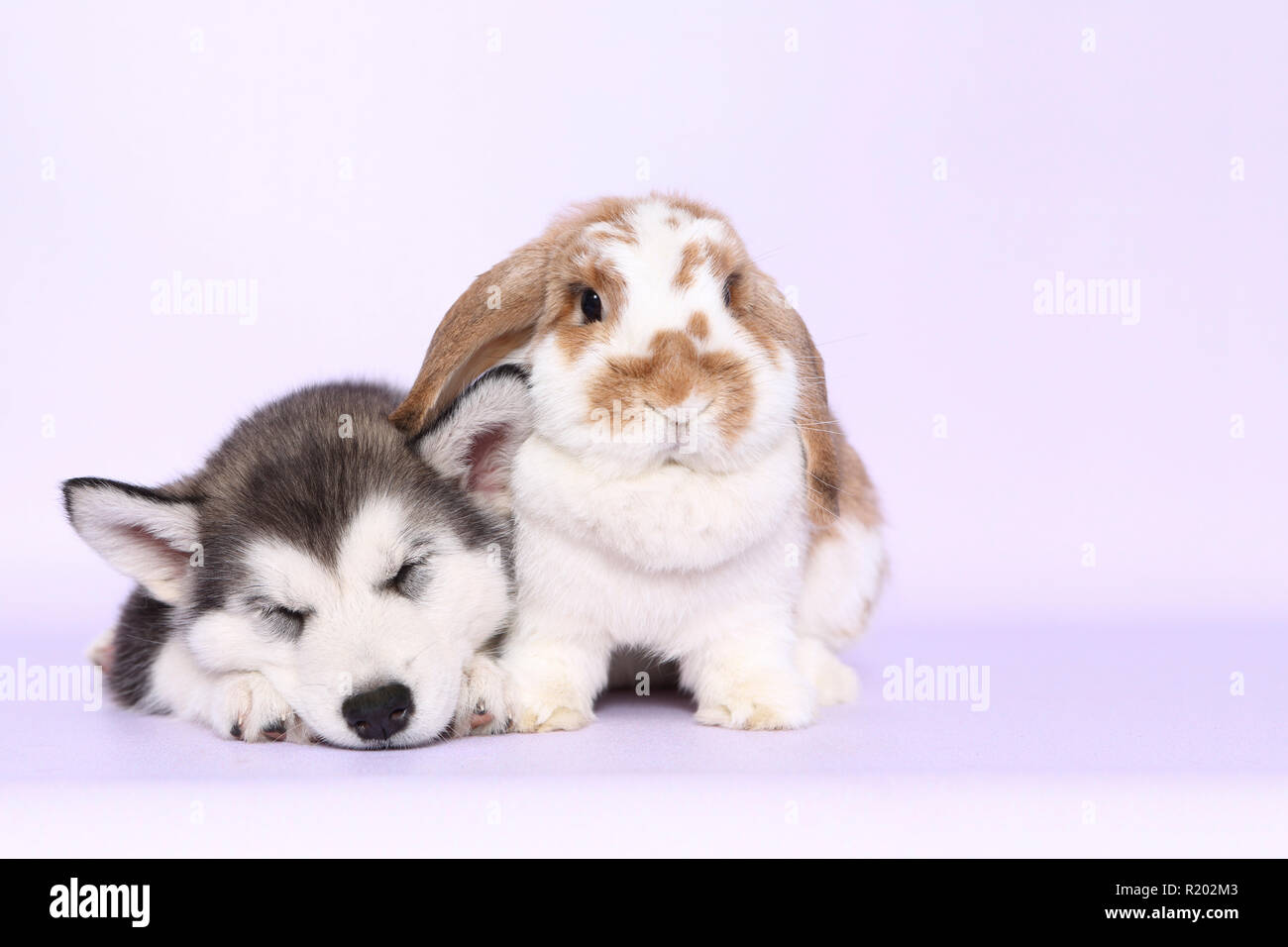 Alaskan Malamute. Schlafen Welpe (6 Wochen alt) und Mini Lop bunny neben einander. Studio Bild, gegen einen rosa Hintergrund gesehen. Deutschland Stockfoto