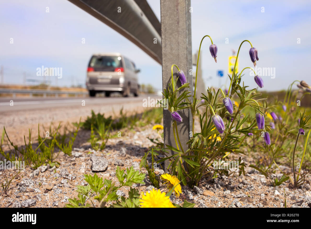 Frühling Blumen am Straßenrand unter Schutzgeländer Stockfoto