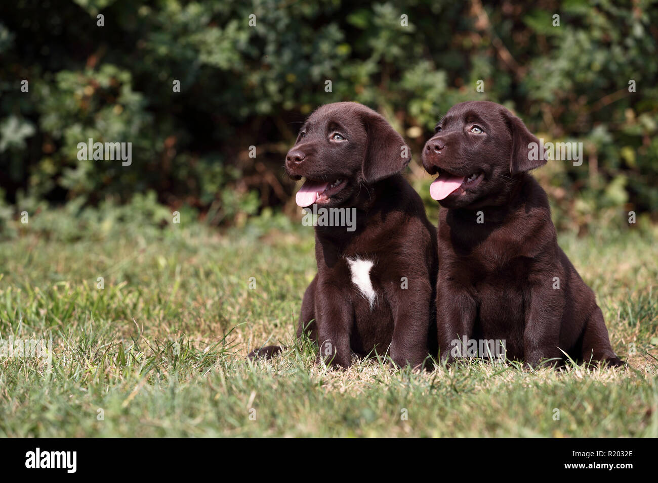 Labrador Retriever, Chocolate Labrador. Zwei braune Welpen (7 Wochen alt) sitzt auf einer Wiese. Deutschland Stockfoto