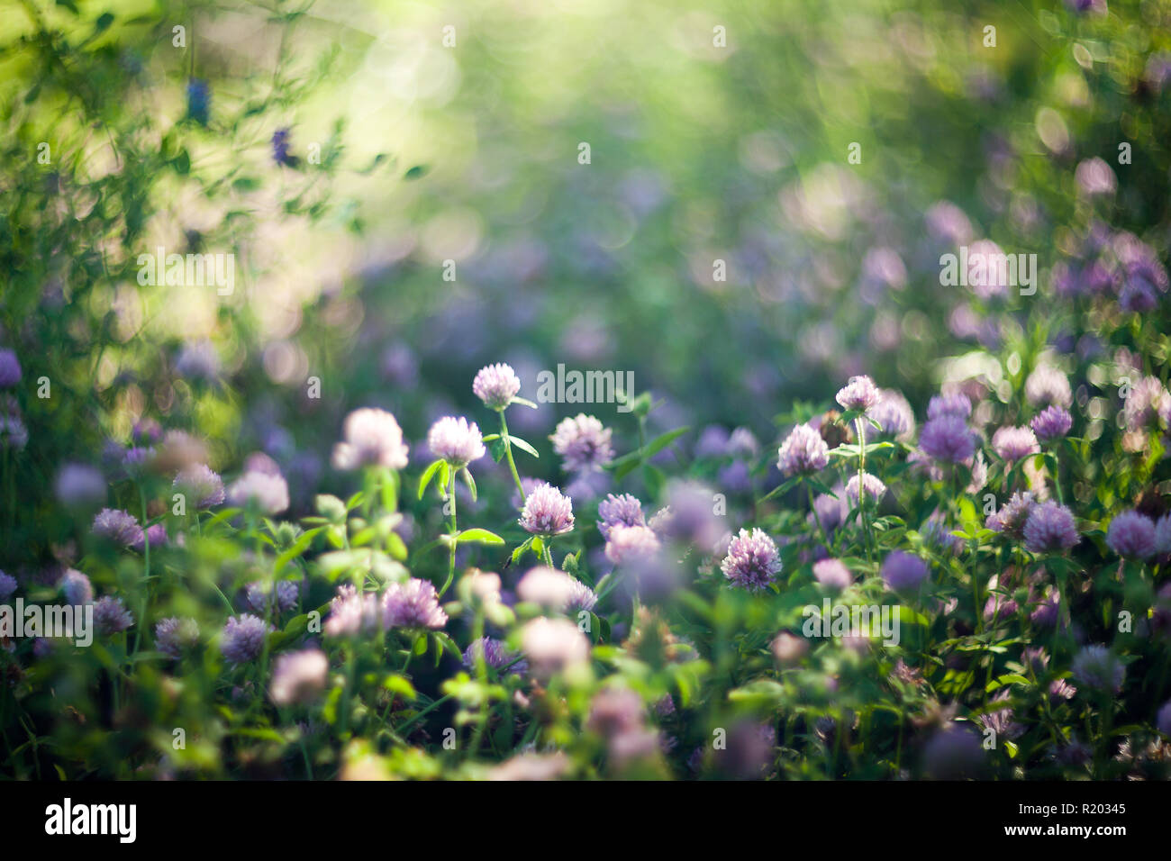 Blühende lila Kleeblätter schossen mit Soft Focus Linse Stockfoto