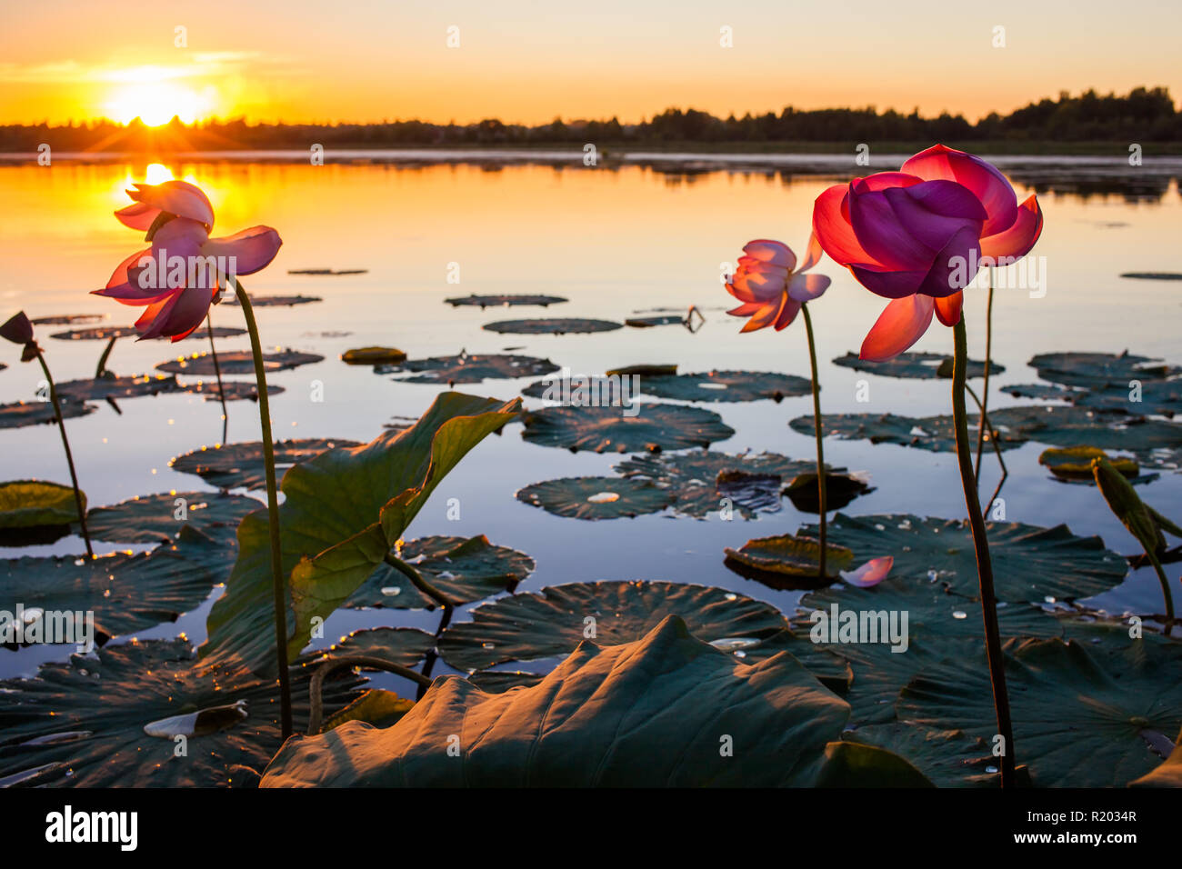 Lotus Blumen blühen bei Sonnenuntergang Stockfoto