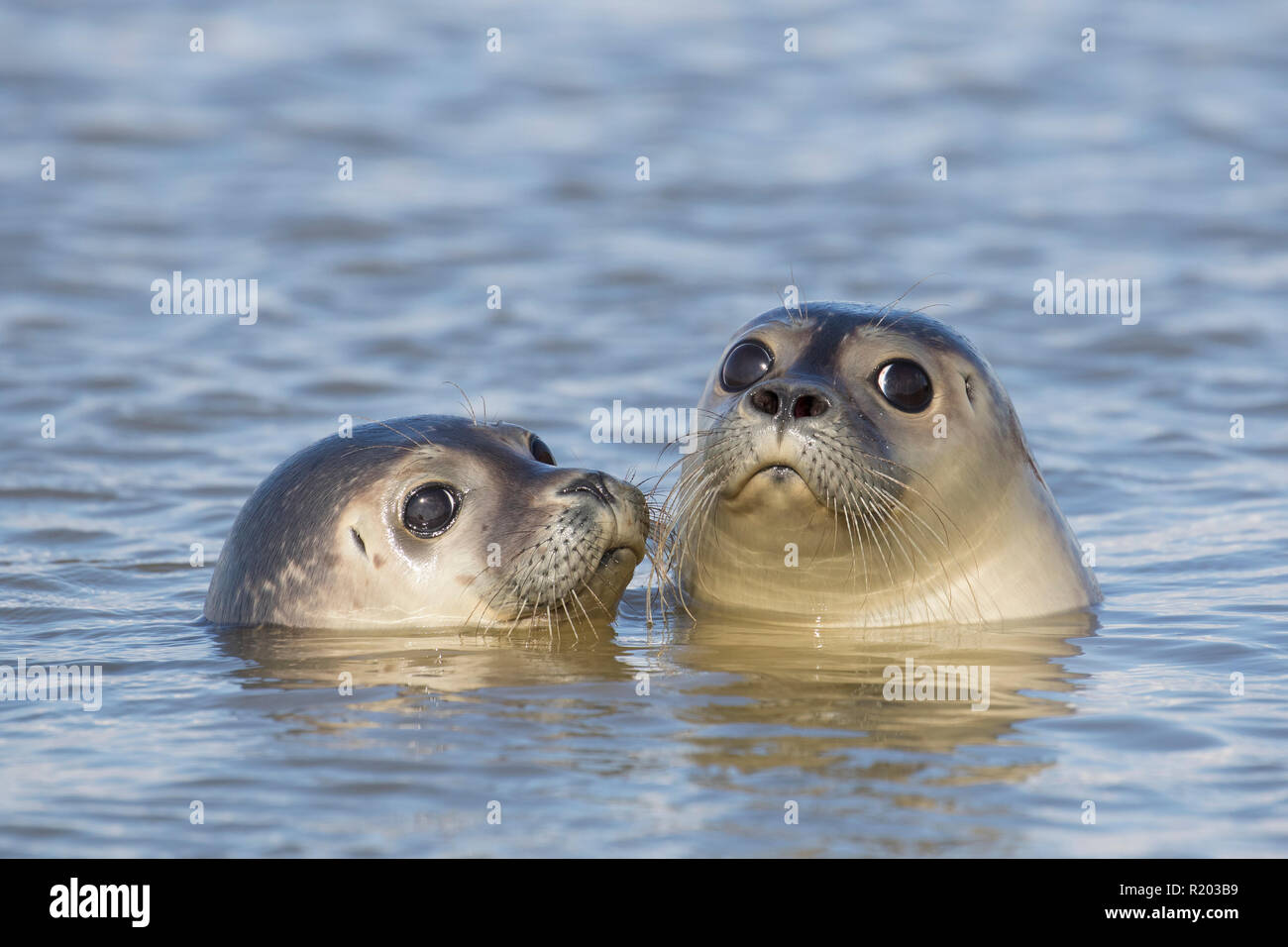 Seehunde (Phoca vitulina). Zwei Jugendliche schwimmen in der Nordsee, Deutschland Stockfoto