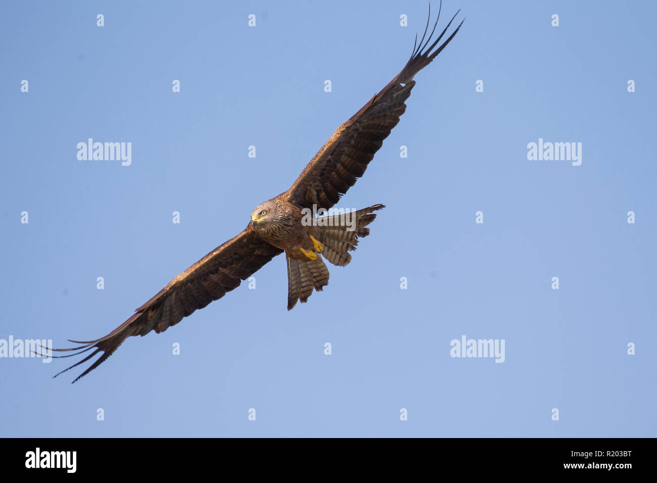Schwarzmilan (Milvus Migrans), Erwachsene im Flug. Deutschland Stockfoto