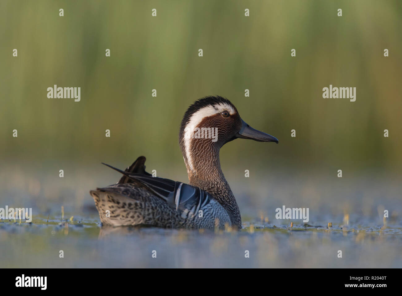 Krickente (Anas querquedula). Drake in der Zucht Gefieder auf dem Wasser. Deutschland Stockfoto