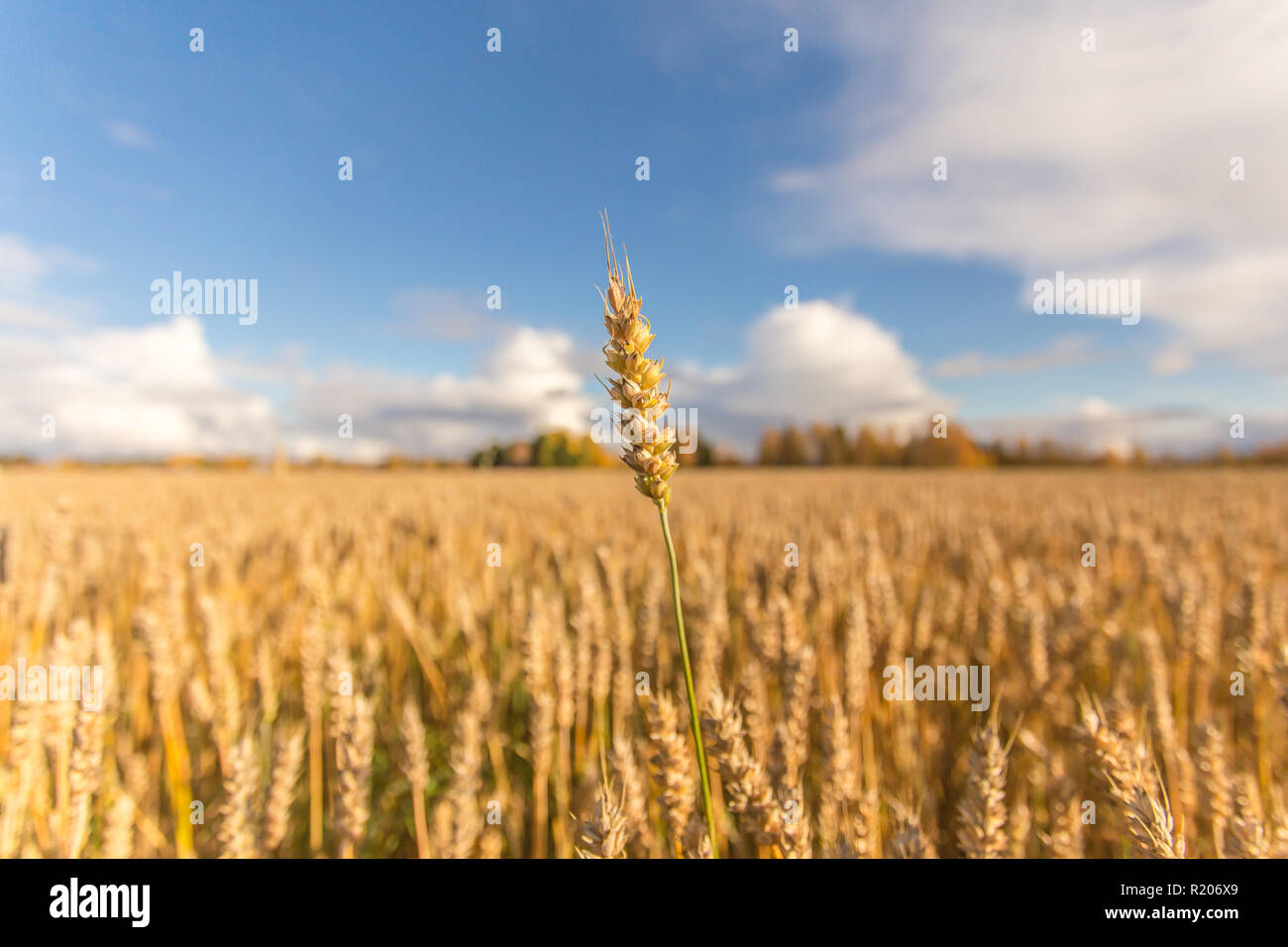 Finnische Weizenfeld. Kajaani, Finnland Stockfoto