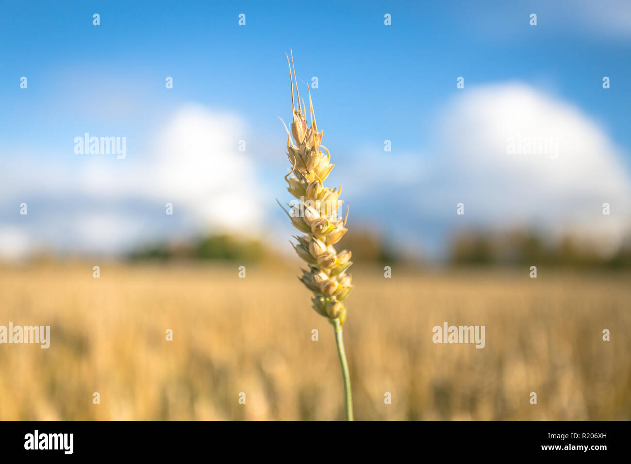 Finnische Weizenfeld. Kajaani, Finnland Stockfoto