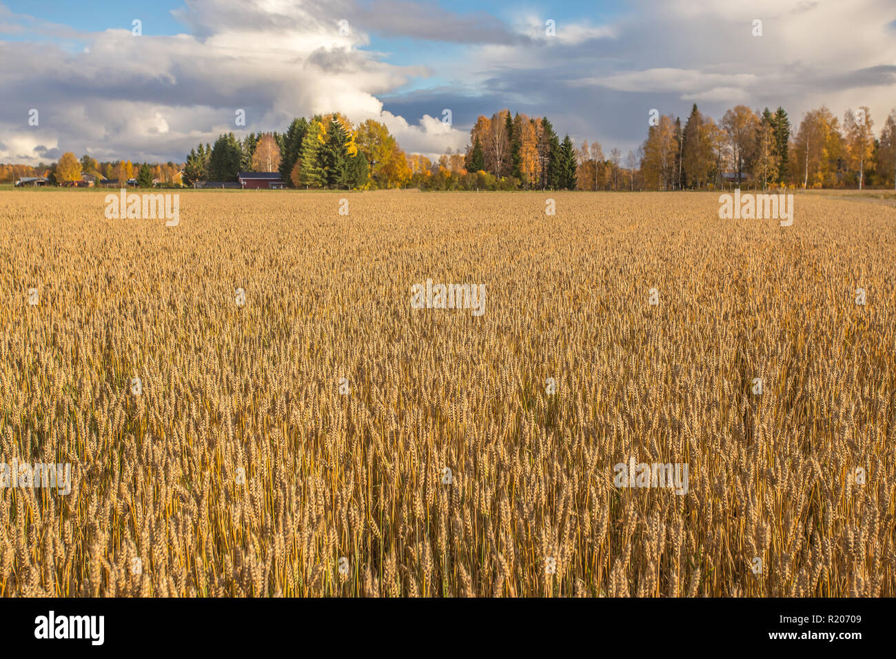 Finnische Weizenfeld. Kajaani, Finnland Stockfoto