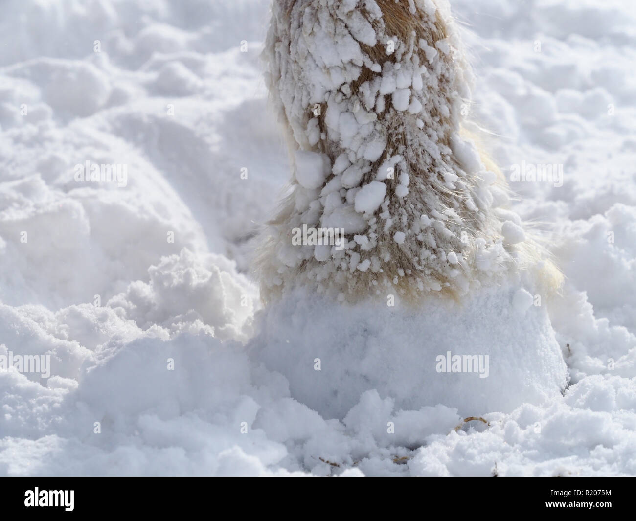 Nahaufnahme der Bein eines Pferdes im Schnee. Stockfoto