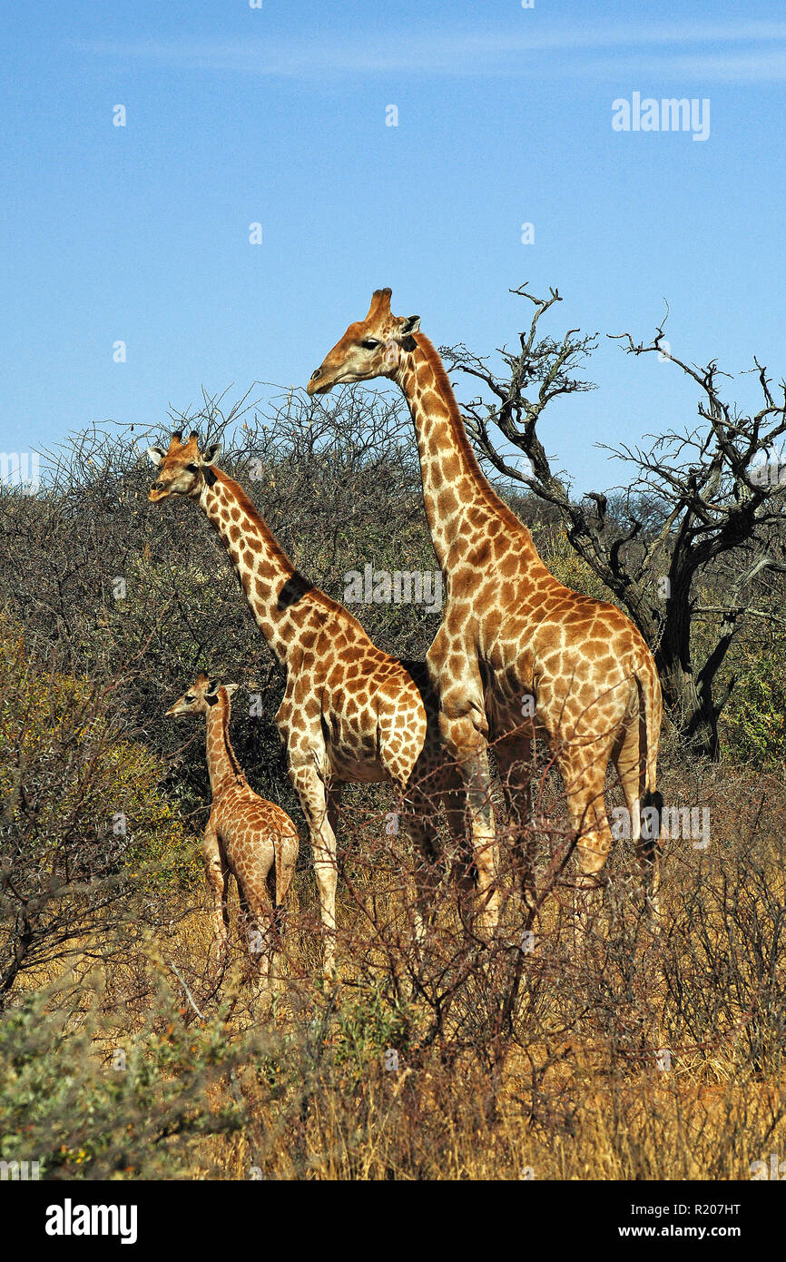 Zwei angolanischen Giraffen oder Namibischen Giraffen (Giraffa Camelopardalis angolensis) mit Kalb in der Savanne, Etosha Nationalpark, Namibia, Afrika Stockfoto