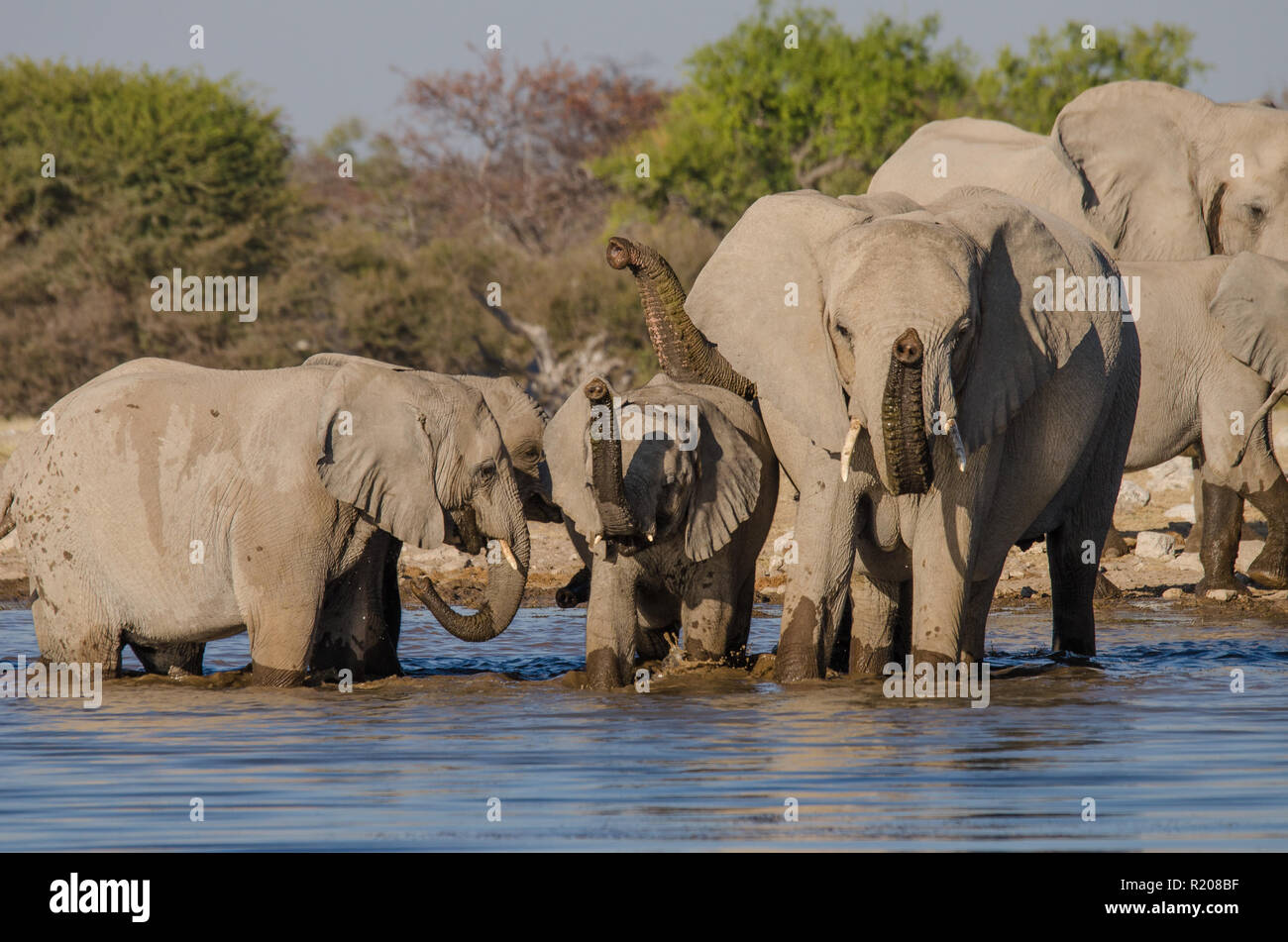 Elefantenherde Trinkwasser auf Klein Namutoni in Etosha National Park Stockfoto