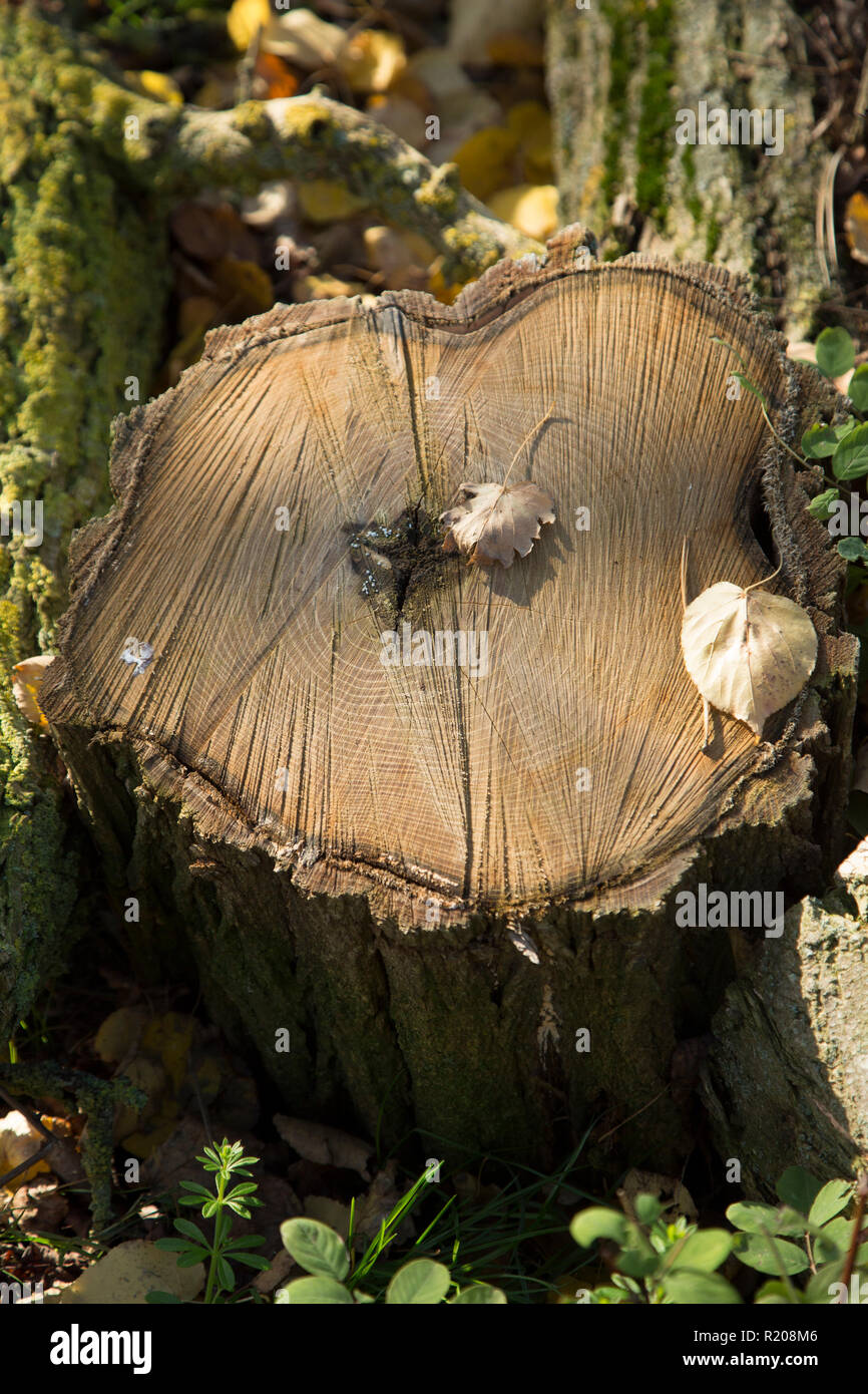 Gehackte Protokolle in einem Garten liegt auf einem sonnigen, herbstlichen Tag bereit für Brennholz gesammelt und gehackt werden. Stockfoto