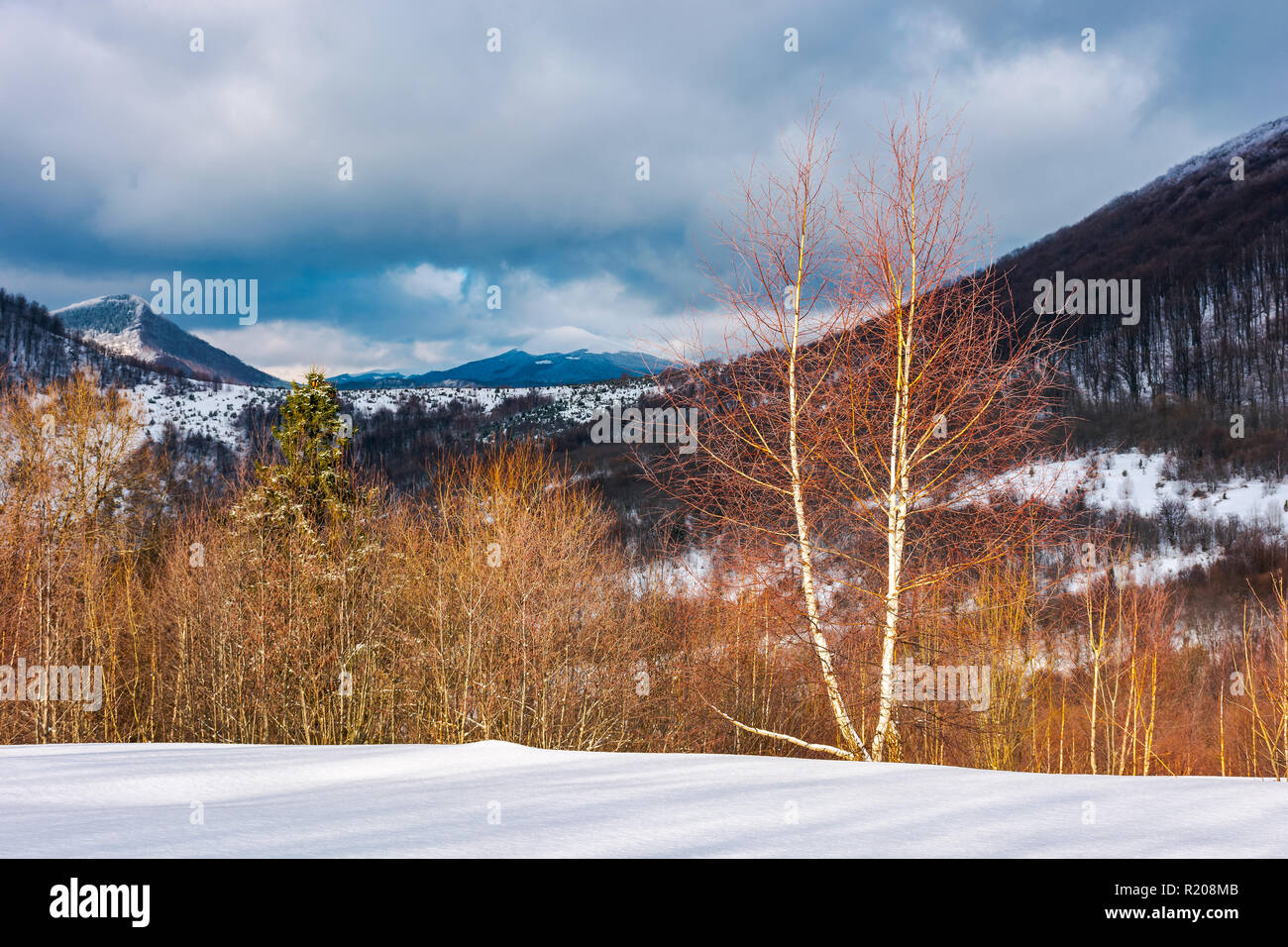 Dramatische Winterlandschaft in den Bergen. Blattlosen Birke Wald auf einem schneebedeckten Hang in der Sonne Licht. die Berge in der Ferne im Schatten einer Wolke Stockfoto