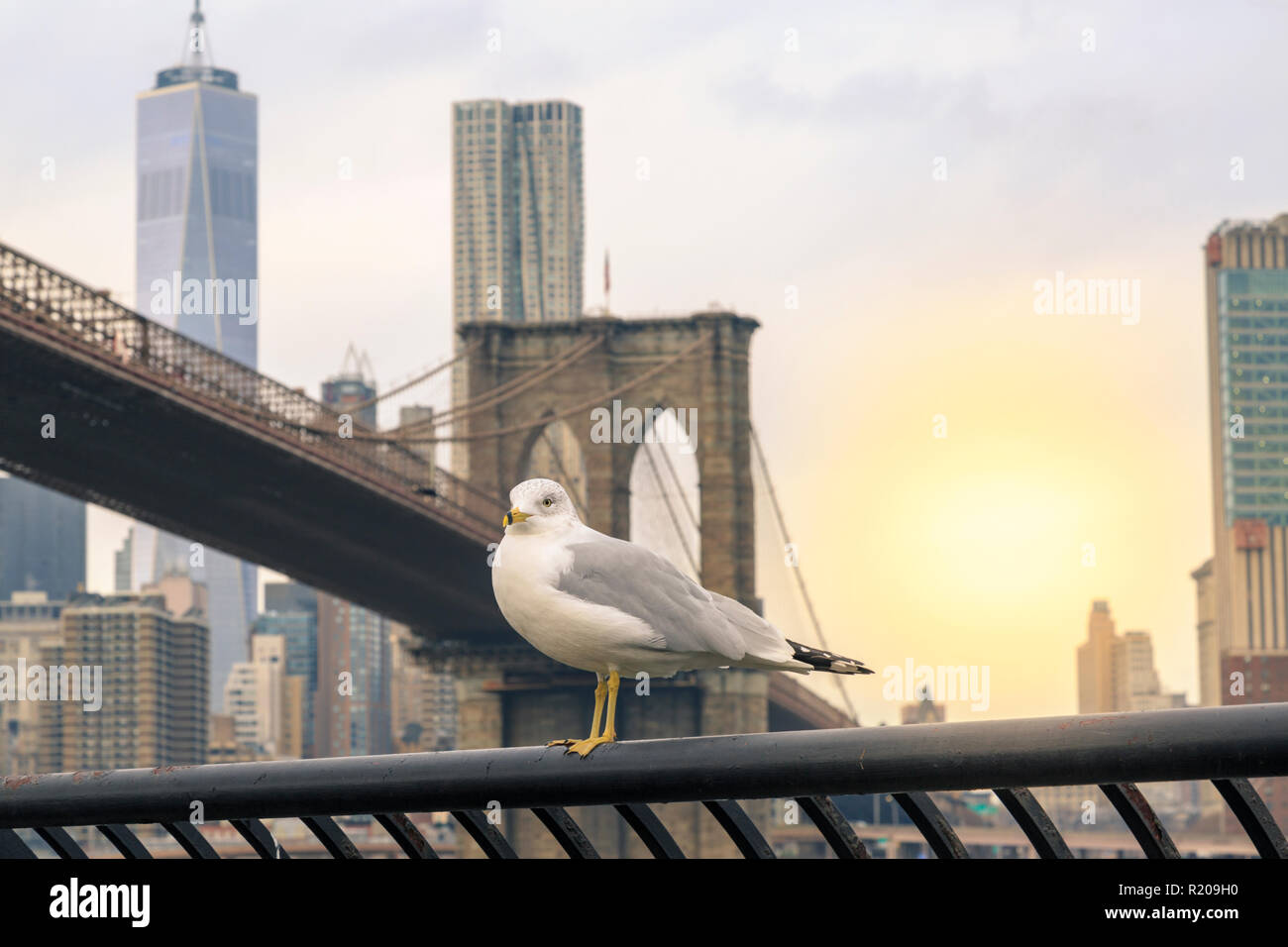 Möwe mit Brooklyn Bridge und Lower Manhattan in New York, NY, USA Stockfoto