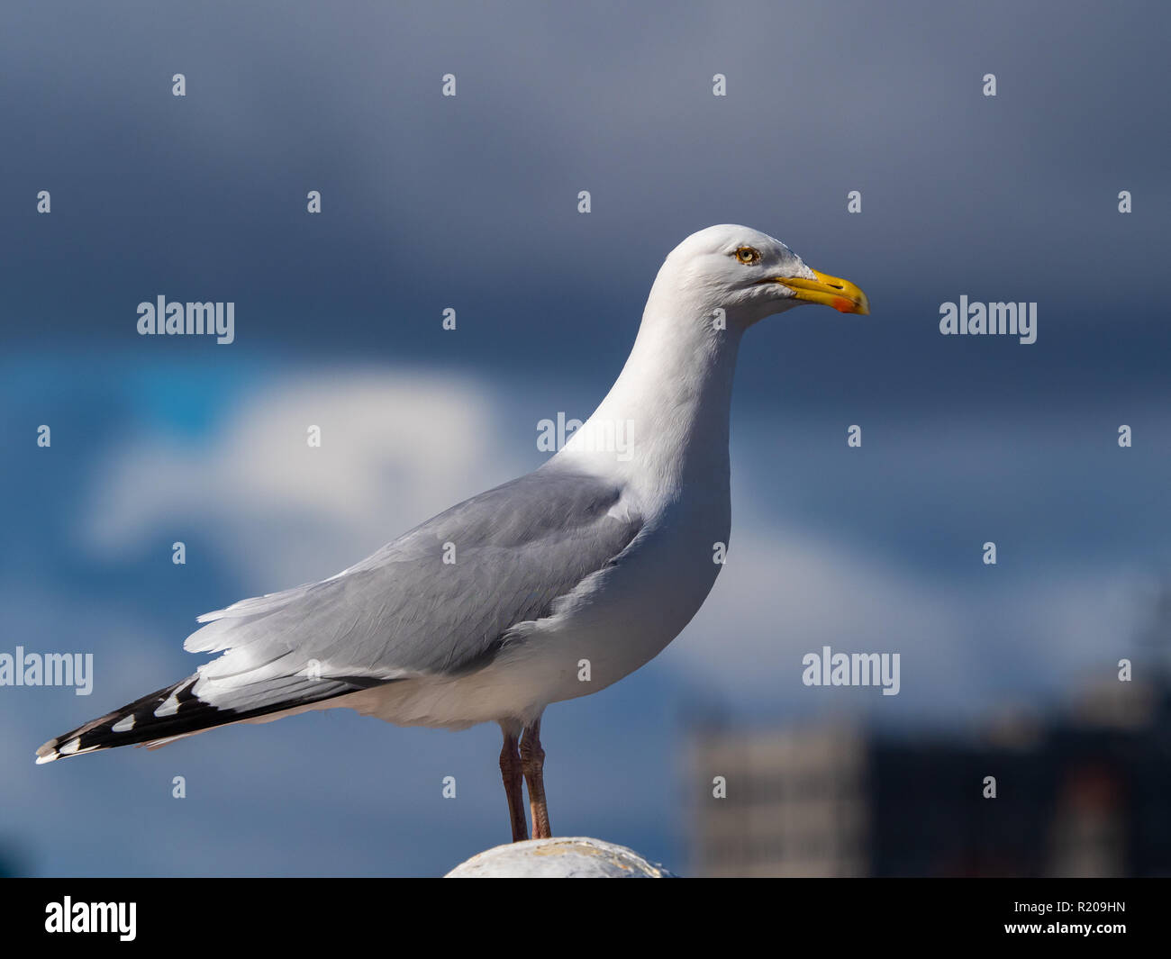 Möwe mit einem Rest Stockfoto