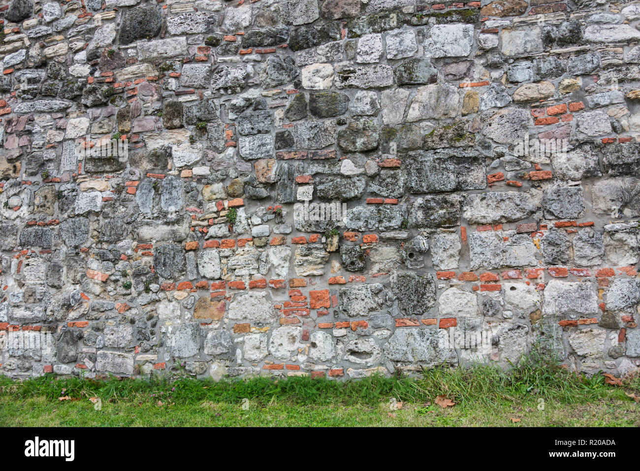 Die grüne Kriechgang Pflanze mit kleinen gelben Blume auf grunge altes Haus Wand Stockfoto