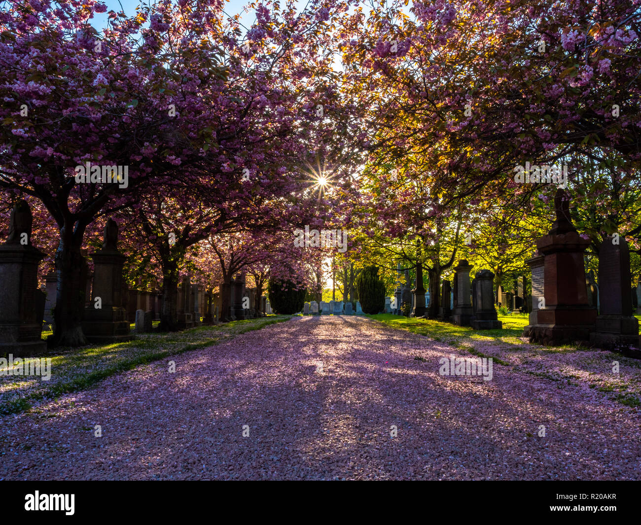 Krieg Friedhof in Aberdeen, wenn die Bäume in voller Blüte stehen Stockfoto