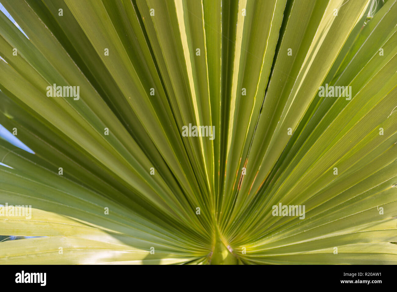 Grüne Garbe aus Palmblättern Textur für Hintergrund Stockfoto