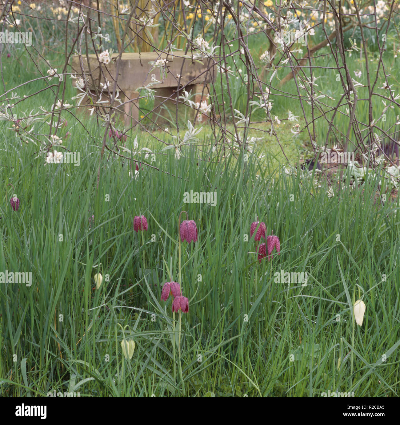 Lila fritillaries wachsen in langen Gras Stockfoto