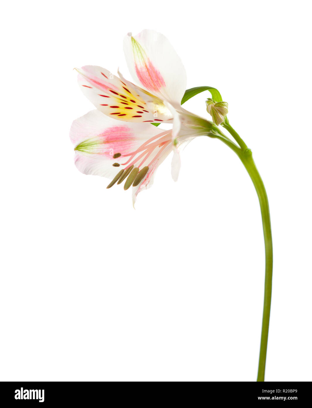 Alstroemeria Blumen auf weißem Hintergrund. Alstroemeria Stockfoto