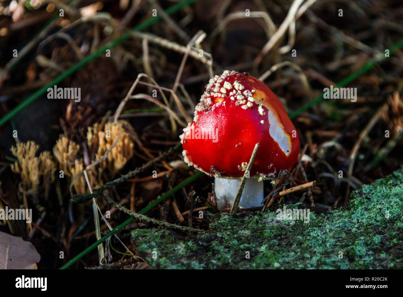 Ein Fliegenpilz Fliegenpilz (Amanita Muscaria) Stockfoto