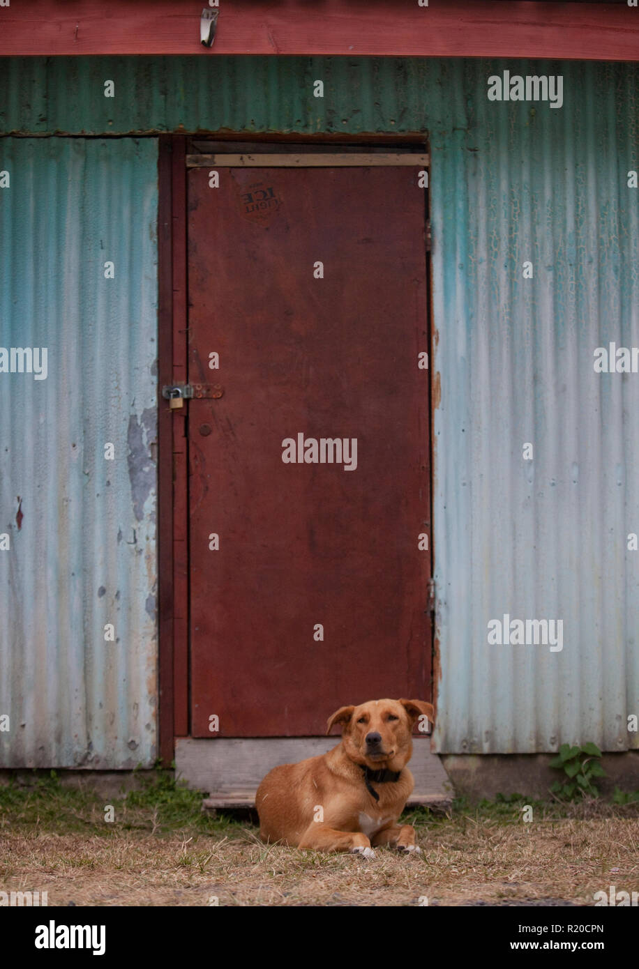 Hund nur kühlen, Rarotonga, Cook Inseln. Stockfoto