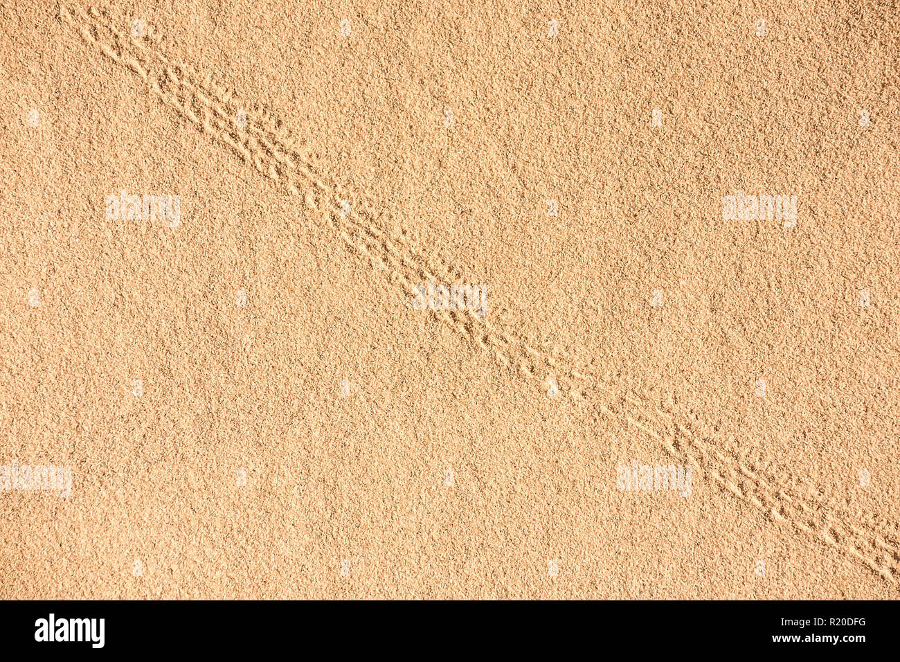 Insekt oder Eidechse Spuren im Wüstensand Stockfoto Insekt oder Eidechse Spuren im Wüstensand Stockfoto