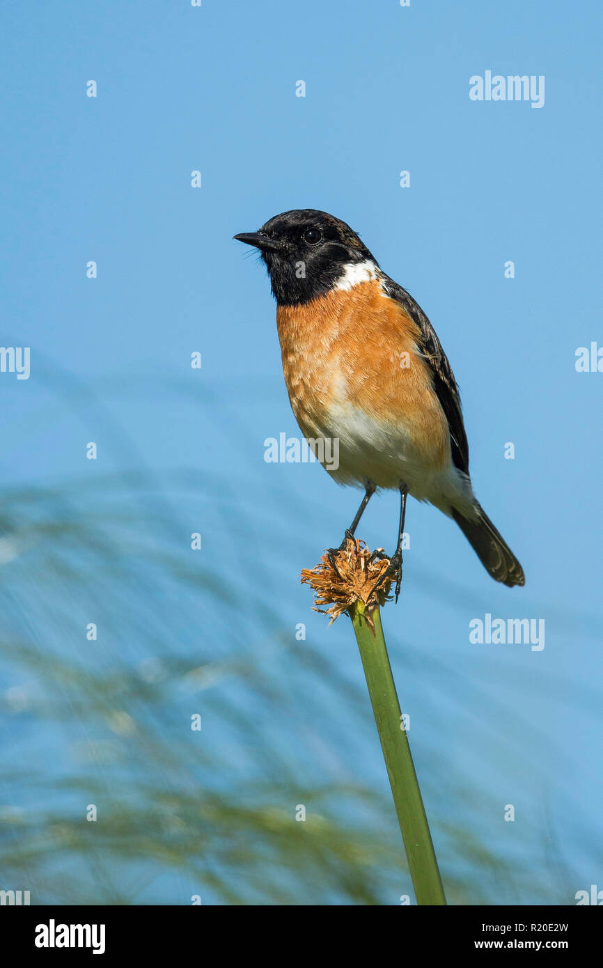 Afrikanische Schwarzkehlchen (Saxicola torquatus), Kasane, Botswana Stockfoto