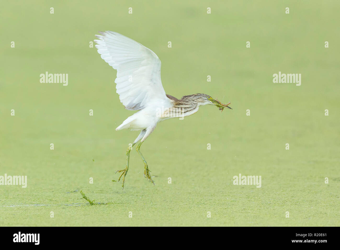 Squacco Heron (Ardeola ralloides), Khwai, Botswana, Afrika Stockfoto