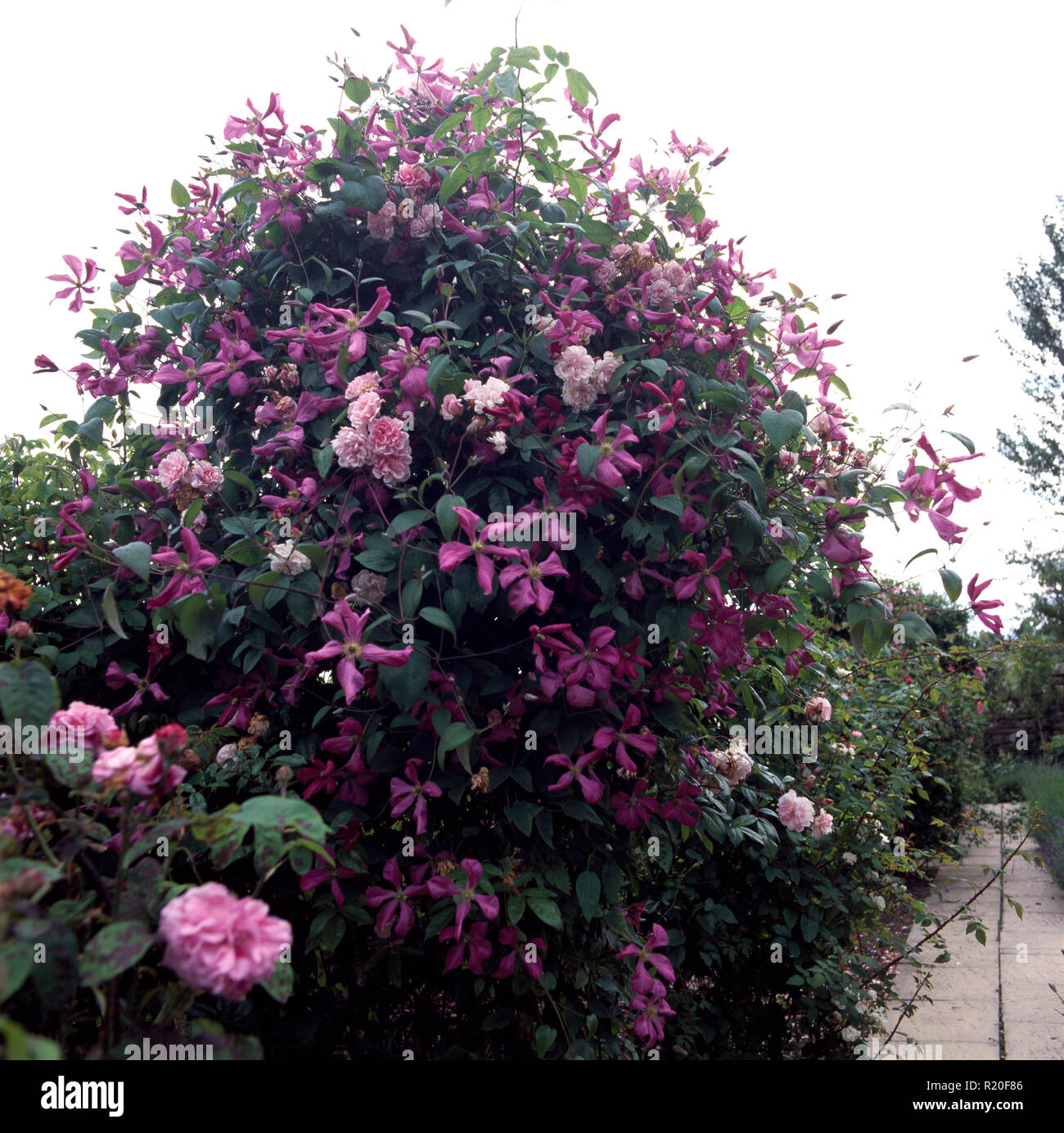 In der Nähe von Purple Clematis und Rosen Stockfoto