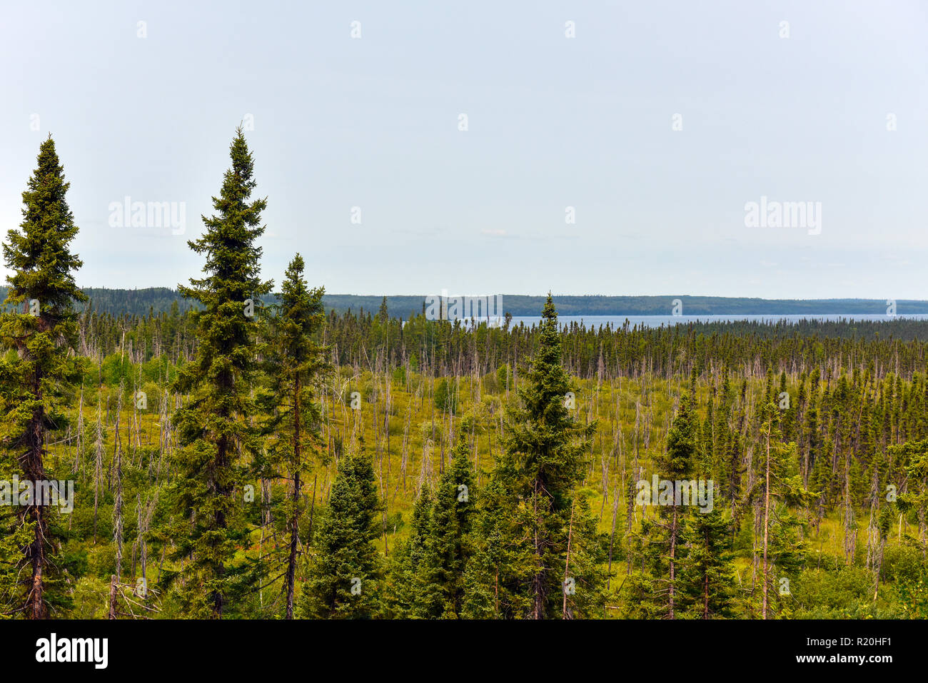 Wald Northern Quebec Stockfoto