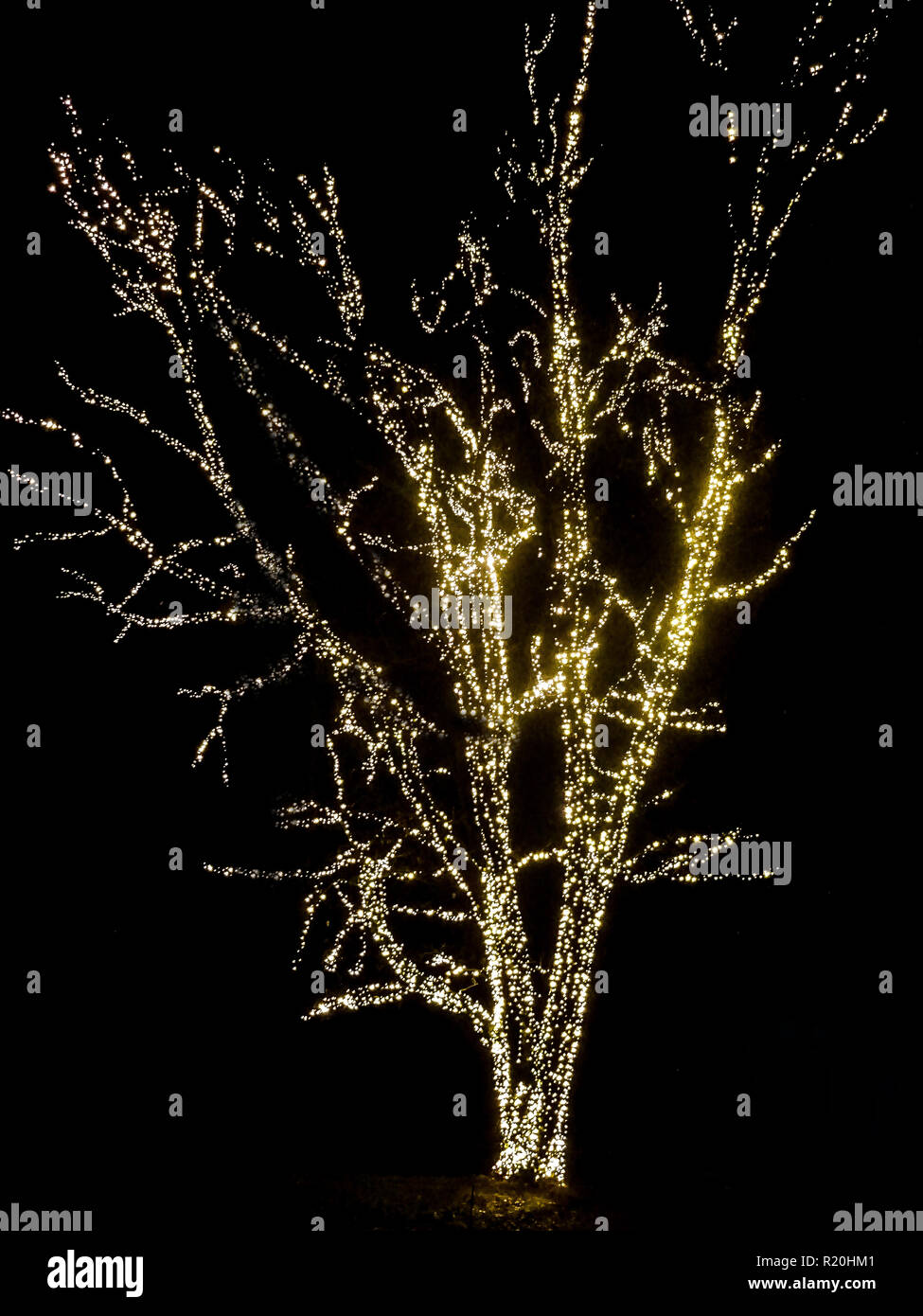 Weiß beleuchtete Baum im Park Weihnachten LED-Leuchten im Freien  Stockfotografie - Alamy