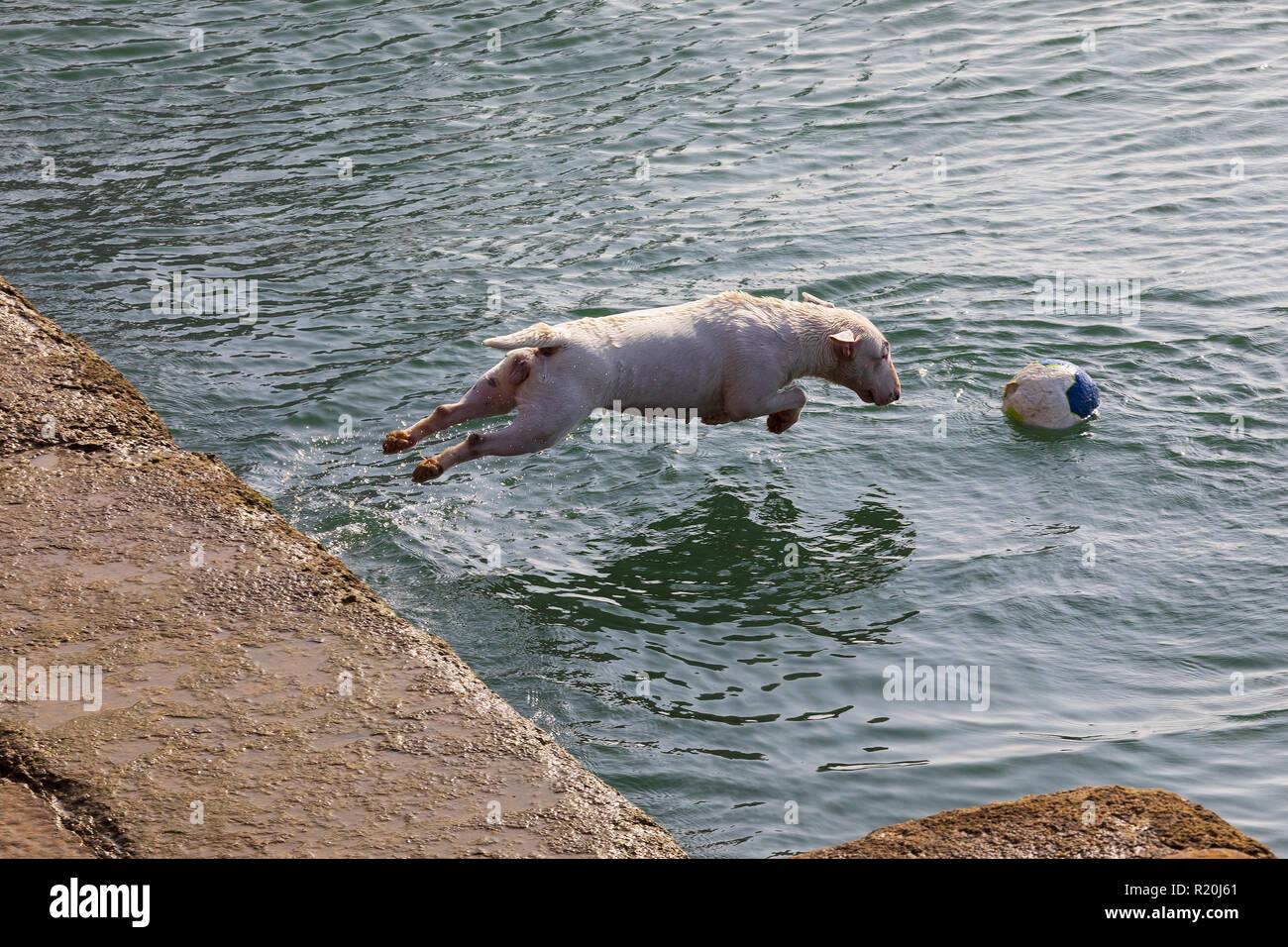 Hund der Rasse Miniature Bull Terrier (Reihenfolge mehrere Fotos). Kurze Haare und Weiße (klar). Springen in das Wasser zu spielen (Meer) mit der Kugel (Kugel) auf su Stockfoto