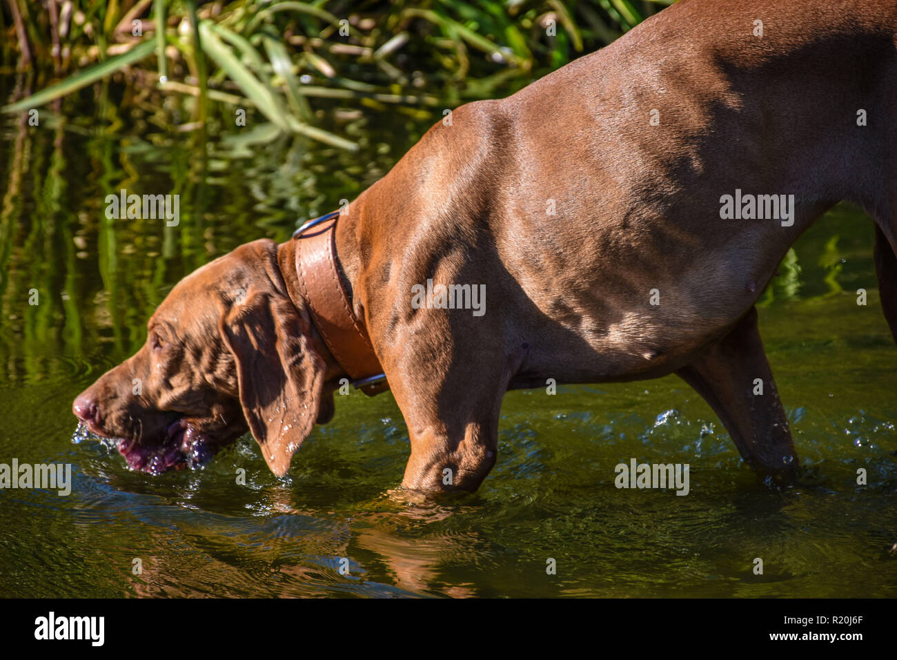 Tier-PET. Eine durstige Jagdhund ist Trinkwasser aus dem See an einem sonnigen Sommertag. Stockfoto