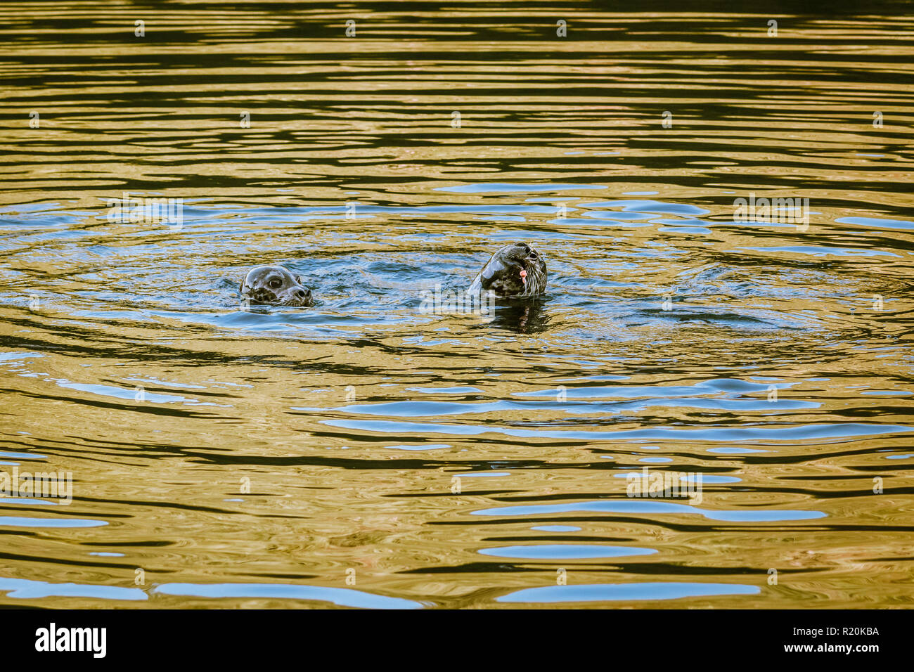 Zwei Seehunde schwimmen im goldenen Licht eines Herbst Sonnenuntergang, eine beobachten mit offensichtlichen Neid wie die anderen genießt die letzten Bissen eines großen Lachs. Stockfoto