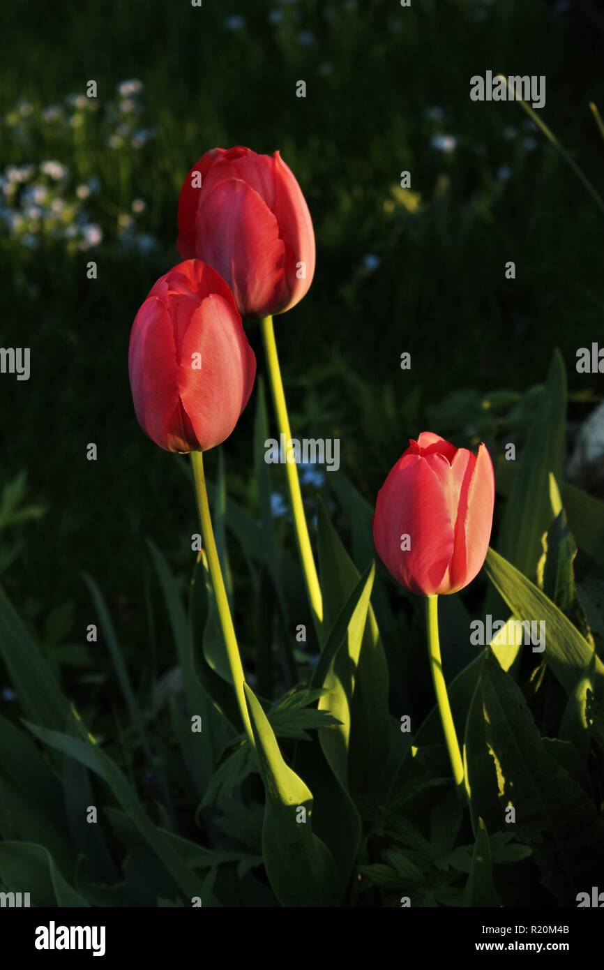 Tulpen im schwindenden Licht Stockfoto