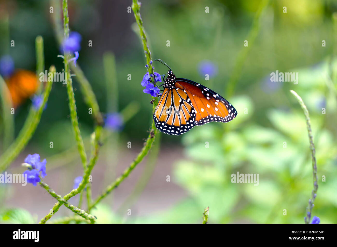 Ein Monarch Butterfly an der South Texas Botanischen Gärten und Natur Center in Corpus Christi, Texas USA. Stockfoto