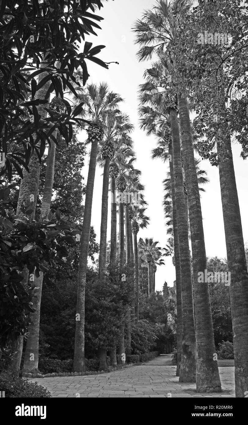 Schwarz-weiß Bild von Palmen in Athen Griechenland Stockfoto